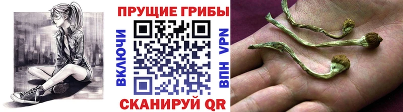 Галлюциногенные грибы Psilocybe  продажа наркотиков  Ковдор 
